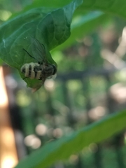 Entomophthora muscae