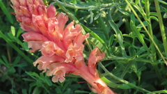 Orobanche kochii