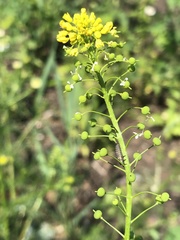 Neslia paniculata