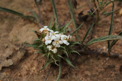 Crabbea angustifolia