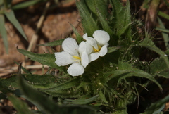 Crabbea angustifolia