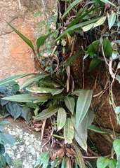 Philodendron crassinervium