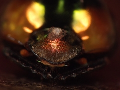Proagoderus pactolus