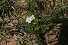Crabbea angustifolia
