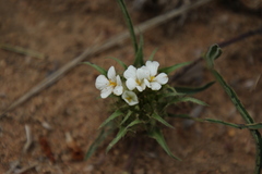 Crabbea angustifolia