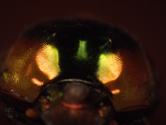 Proagoderus pactolus