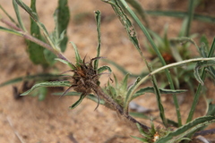 Crabbea angustifolia