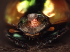 Proagoderus pactolus