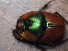 Proagoderus pactolus