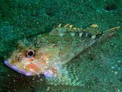 False Kelpfish photo 2