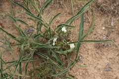 Crabbea angustifolia