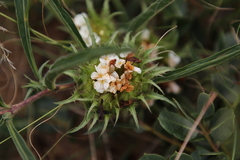 Crabbea angustifolia