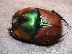 Proagoderus pactolus