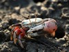 Bowed Fiddler Crab - Photo (c) Me, Miyagi!, some rights reserved (CC BY-NC-ND)