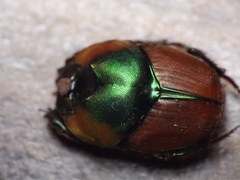 Proagoderus pactolus