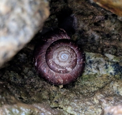 Glyptostoma gabrielense