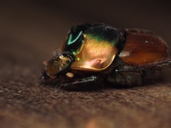 Proagoderus pactolus