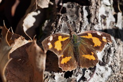 Libythea lepita celtoides