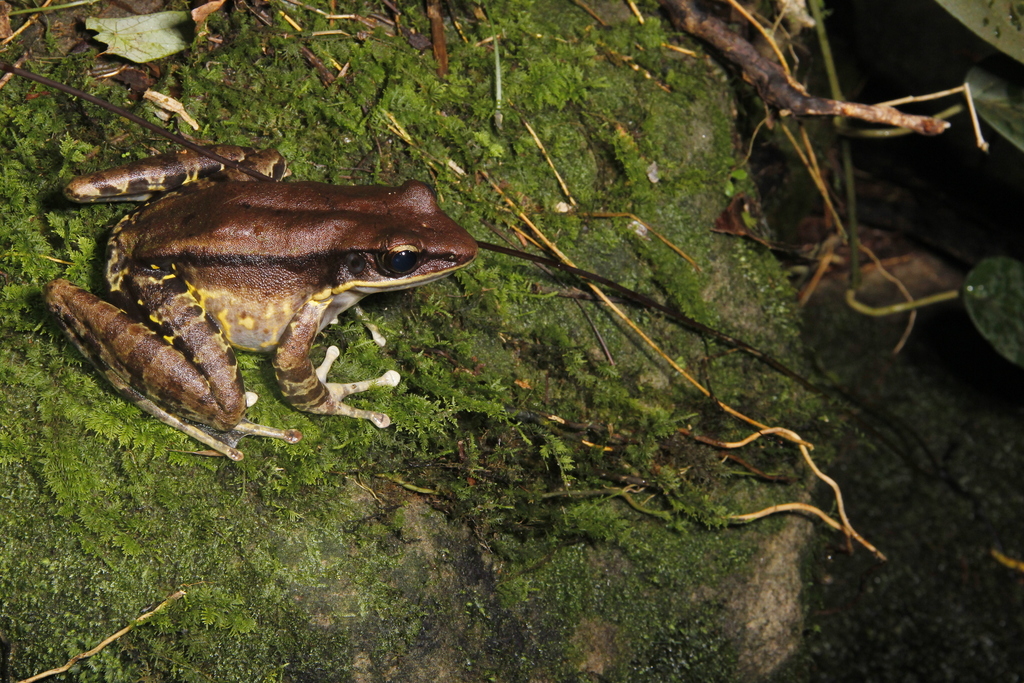 Gold-Flanked Odorous Frog