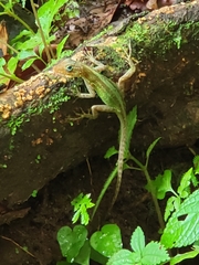 Anolis oculatus