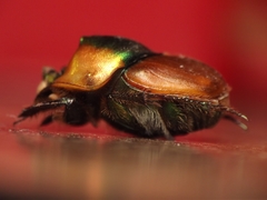 Proagoderus pactolus