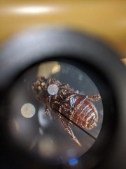 Rhyssemus brevitarsis