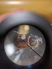 Rhyssemus brevitarsis