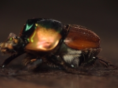 Proagoderus pactolus