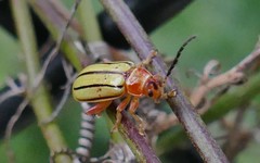 Disonycha quinquelineata