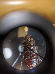 Rhyssemus brevitarsis