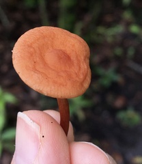 Lactarius subserifluus