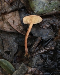 Lactarius subserifluus
