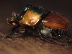 Proagoderus pactolus