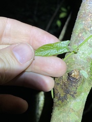 Aristolochia deltantha
