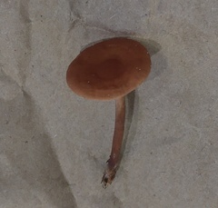 Lactarius subserifluus