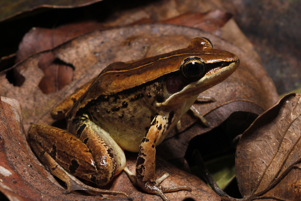 East China Music Frog