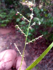 Setaria madecassa