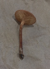 Lactarius subserifluus