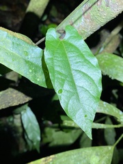 Aristolochia deltantha