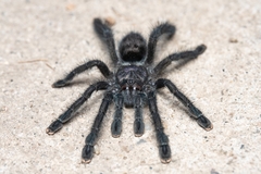 Avicularia purpurea