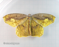 Pareumelea eugeniata