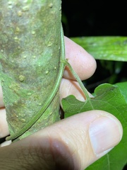 Aristolochia deltantha