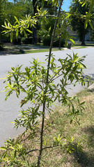 Quercus phellos