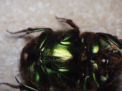 Proagoderus pactolus