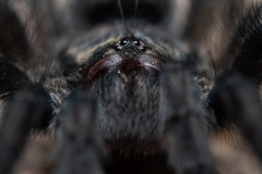 Avicularia purpurea