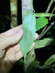 Aristolochia deltantha