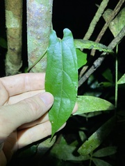 Aristolochia deltantha
