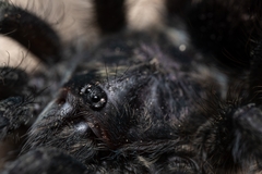 Avicularia purpurea