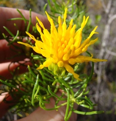 Pteronia aspera