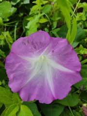 Ipomoea orizabensis novogaliciana